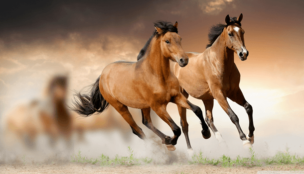 O amor segundo os cavalos