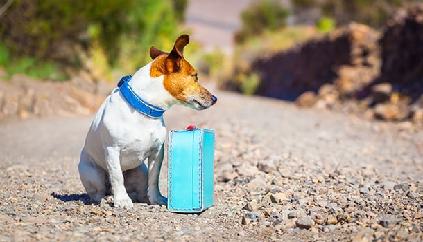 Adote um cão. A sua vida nunca mais será a mesma