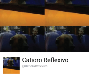 Catioro reflexivo