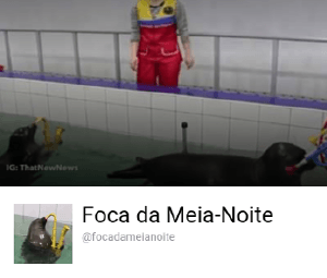  Foca da meia-noite