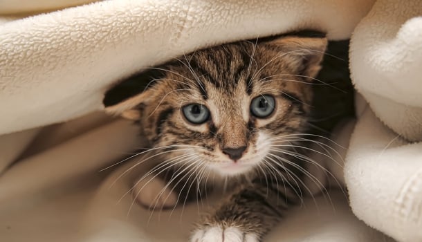 Só quem tem gatos entende esse amor louco que nós temos por eles