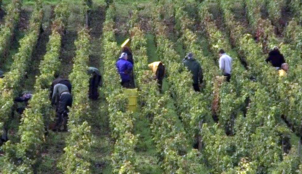 Sour Grapes 