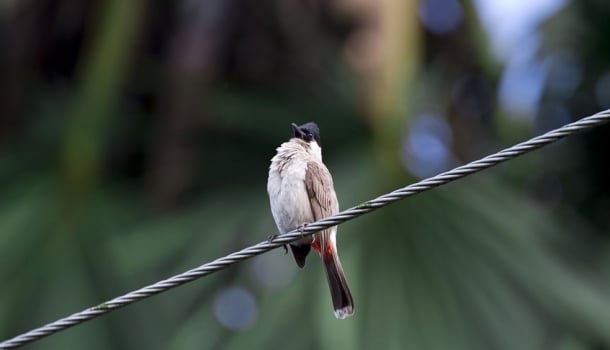 50 horas de sons da natureza, cientificamente comprovados, para aliviar o estresse e promover a felicidade