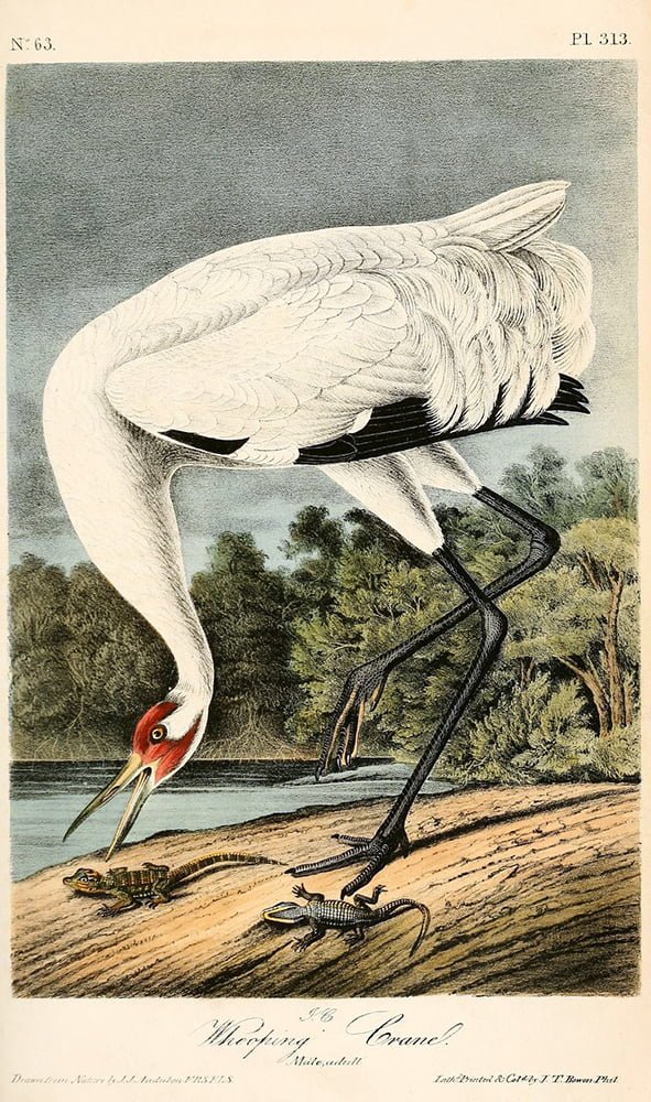 Birds of America, John James Audubon