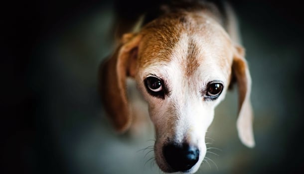 A morte do cachorro no Carrefour faz a gente pensar em que tipo coisa nos transformamos