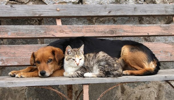 Adotar cães e gatos é coisa séria! Se não for para cuidar, não os tenha