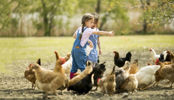 O fato de comermos carne não nos impede de amar os bichos