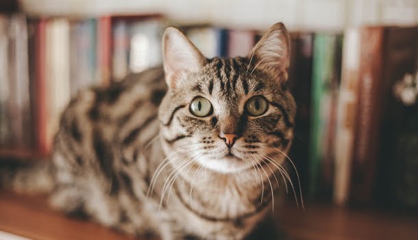 Donos de gatos são mais inteligentes que os de cães, diz estudo de universidade norte-americana