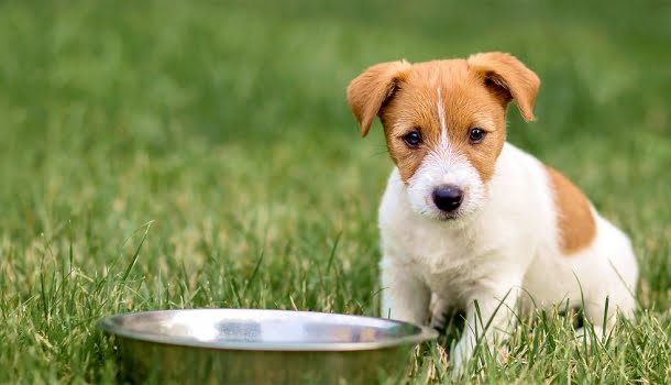 Ter um cachorro pode te ajudar a viver mais e melhor, diz estudo