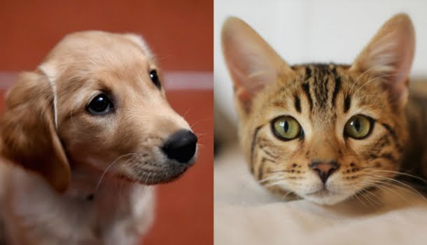 Música para animais: gerador de playlists para cachorros, gatos, hamsters e pássaros