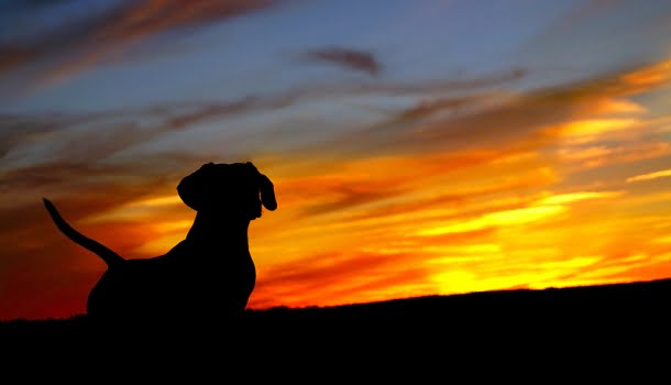 Quando nosso cão morre, morre um pouco de nós