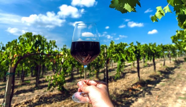 10 vinhos argentinos honestos para conhecer um pouco mais as distintas características da uva Malbec