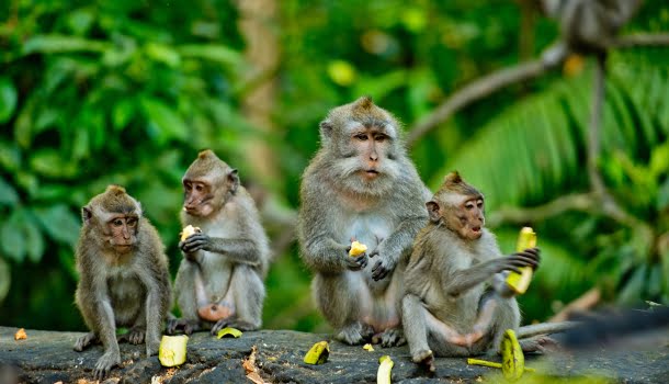 O poder da história e (da república) das BANANAS!