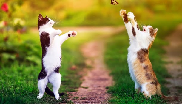 Dia Mundial do Gato: Gatos viciam. E a vida é muito curta para ter um gato só