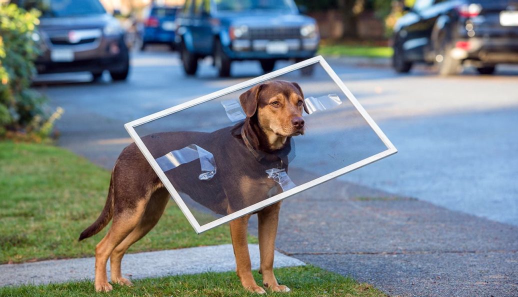 A Caminho de Casa (2019), Charles Martin Smith