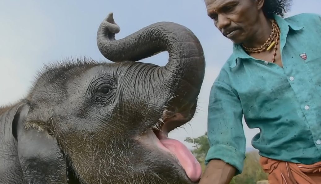 The Elephant Whisperers (2022), Kartiki Gonsalves