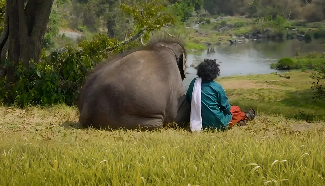 Como Cuidar de um Bebê Elefante