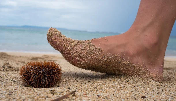O fruto do mar esquecido que virou obsessão em restaurantes de luxo — e custa R$ 600 o quilo