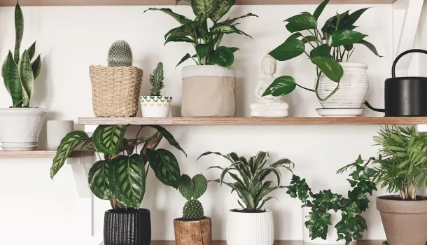 5 plantas que vão espantar a inveja e o mau-olhado da sua casa