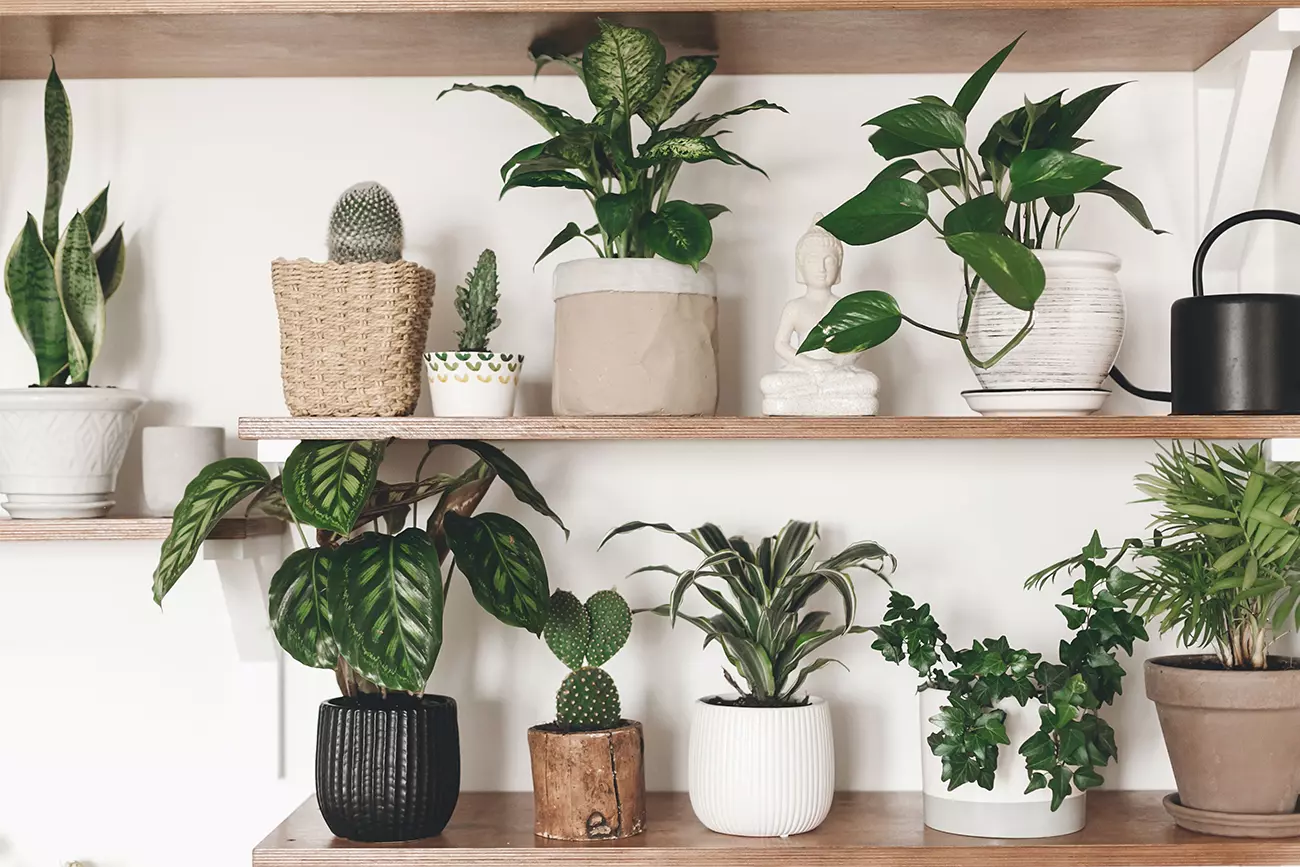 5 plantas que vão espantar a inveja e o mau-olhado da sua casa
