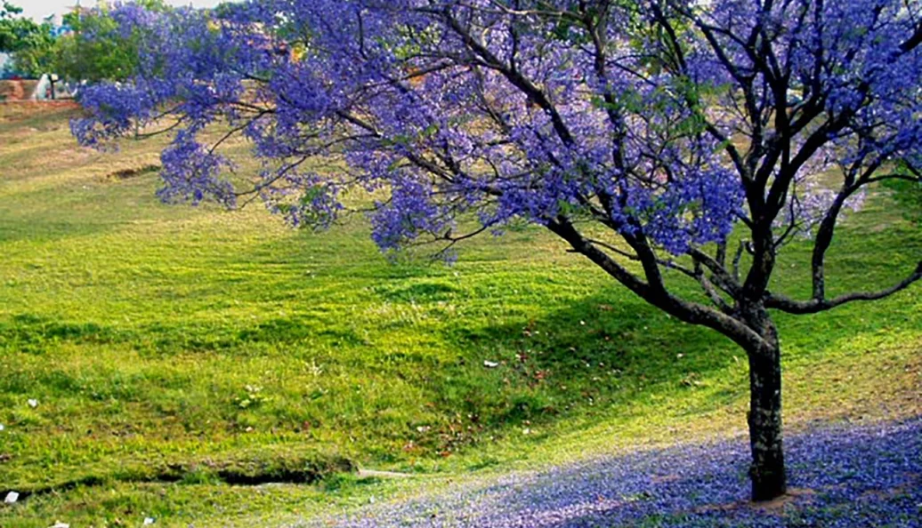 As árvores da minha vida
