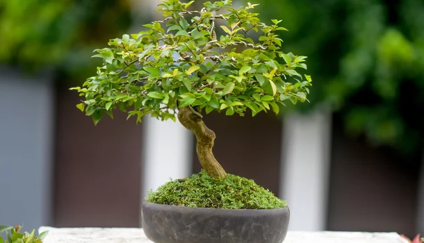 Eusébio — ou as lições de um bonsai que repousa sobre minha mesa de trabalho