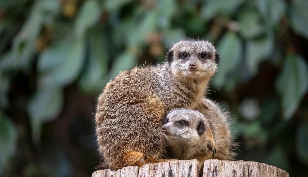 Adi e Oto são estrelas do canal 8 Adi e Oto são estrelas do canal 8