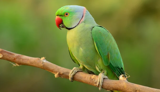 Se assoprar com fé o amor acende