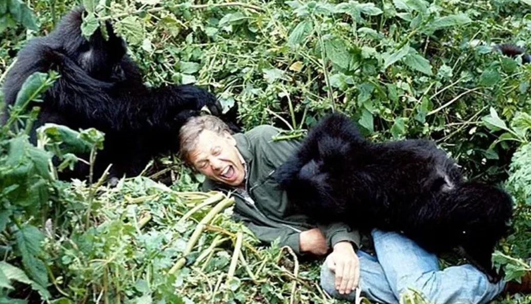 A História de um Gorila: Com David Attenborough