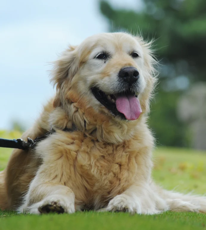 Golden Retriever