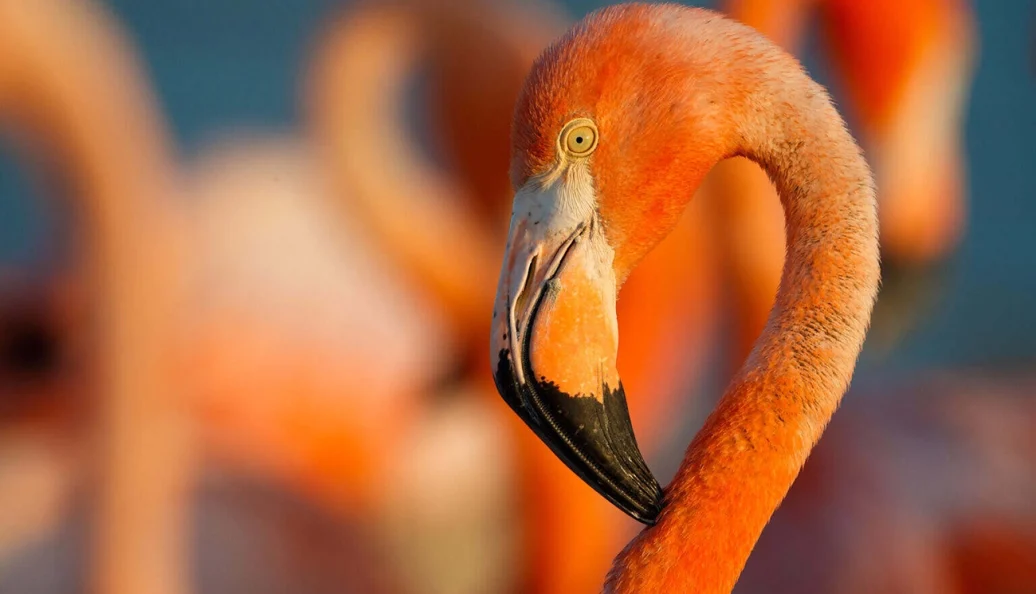 Flamingos: A Vida Depois do Meteorito