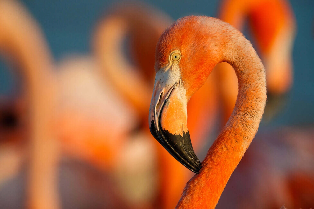 Flamingos: A Vida Depois do Meteorito